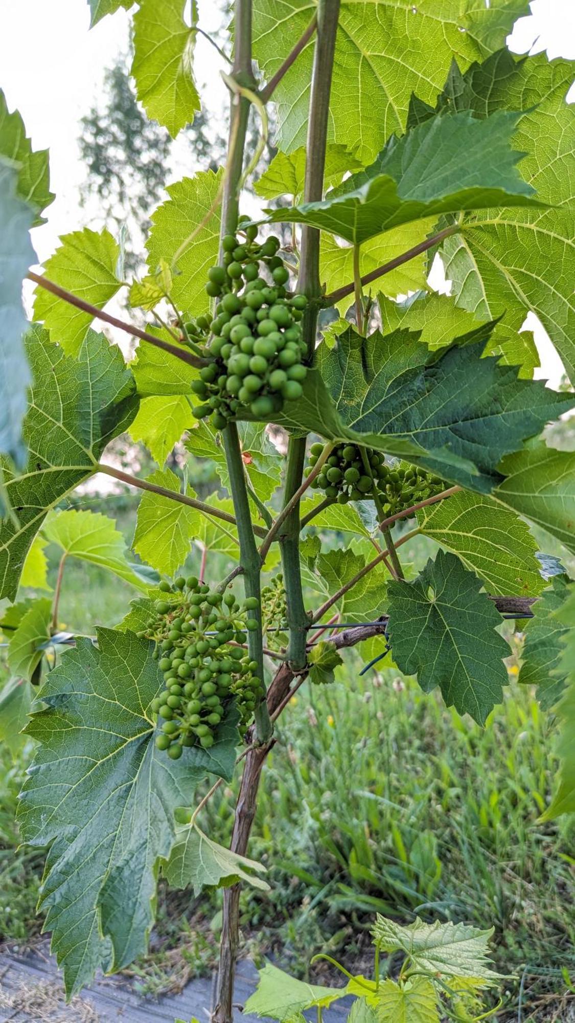 Vila Vynuogyne Paberze Exteriör bild