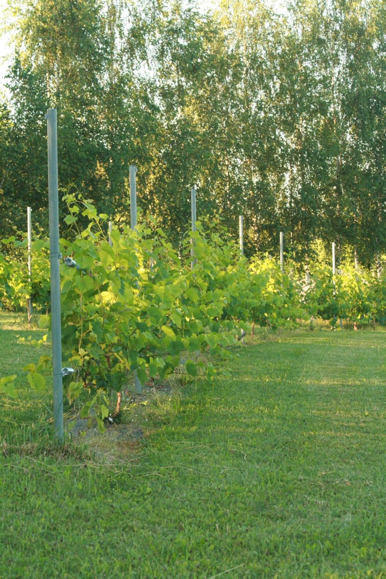 Vila Vynuogyne Paberze Exteriör bild